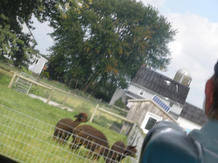 DIY Amish Rocking Horse Plans PDF Plans UK USA NZ CA