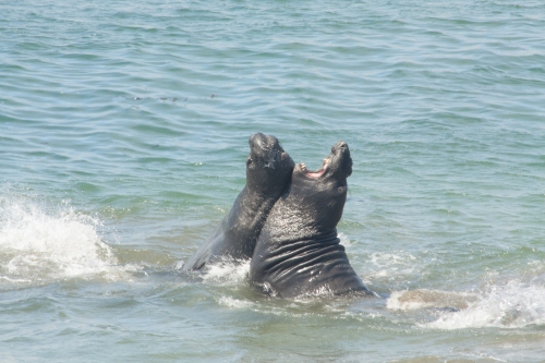 Elephant seals fighting 3
