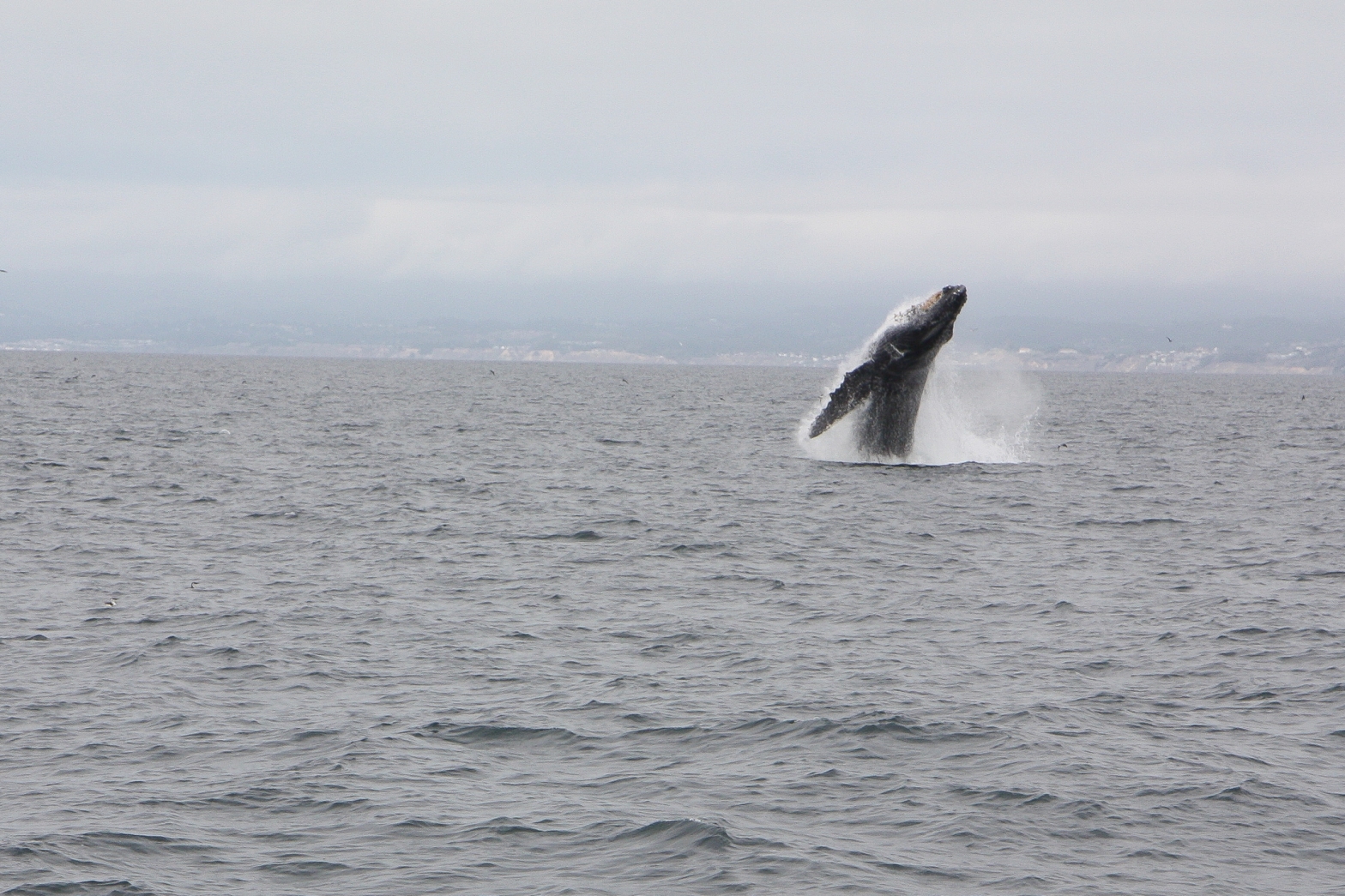 Humpback whale breaching in Monterey Bay sequence 2 of 6 Not So SAHM