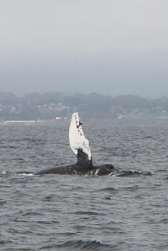Humpback whale slapping pectoral fin in Monterey Bay  Not So SAHM