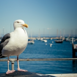 A seagull waits for food of any kind NotSoSAHM