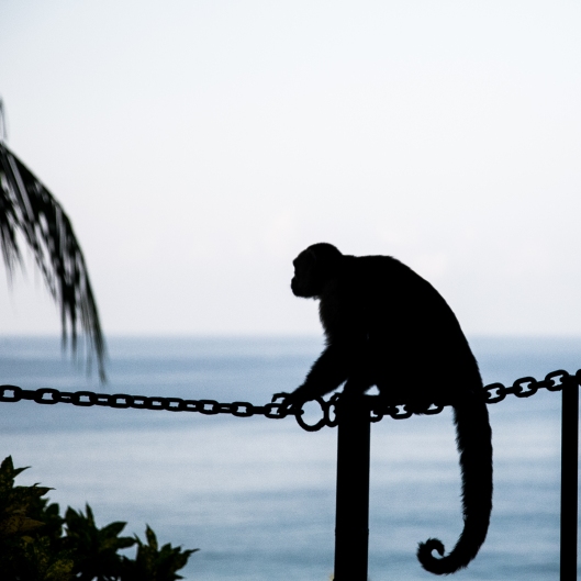 A capuchin monkey rests on a chain in the Manuel Antonio area of Costa Rica NotSoSAHM