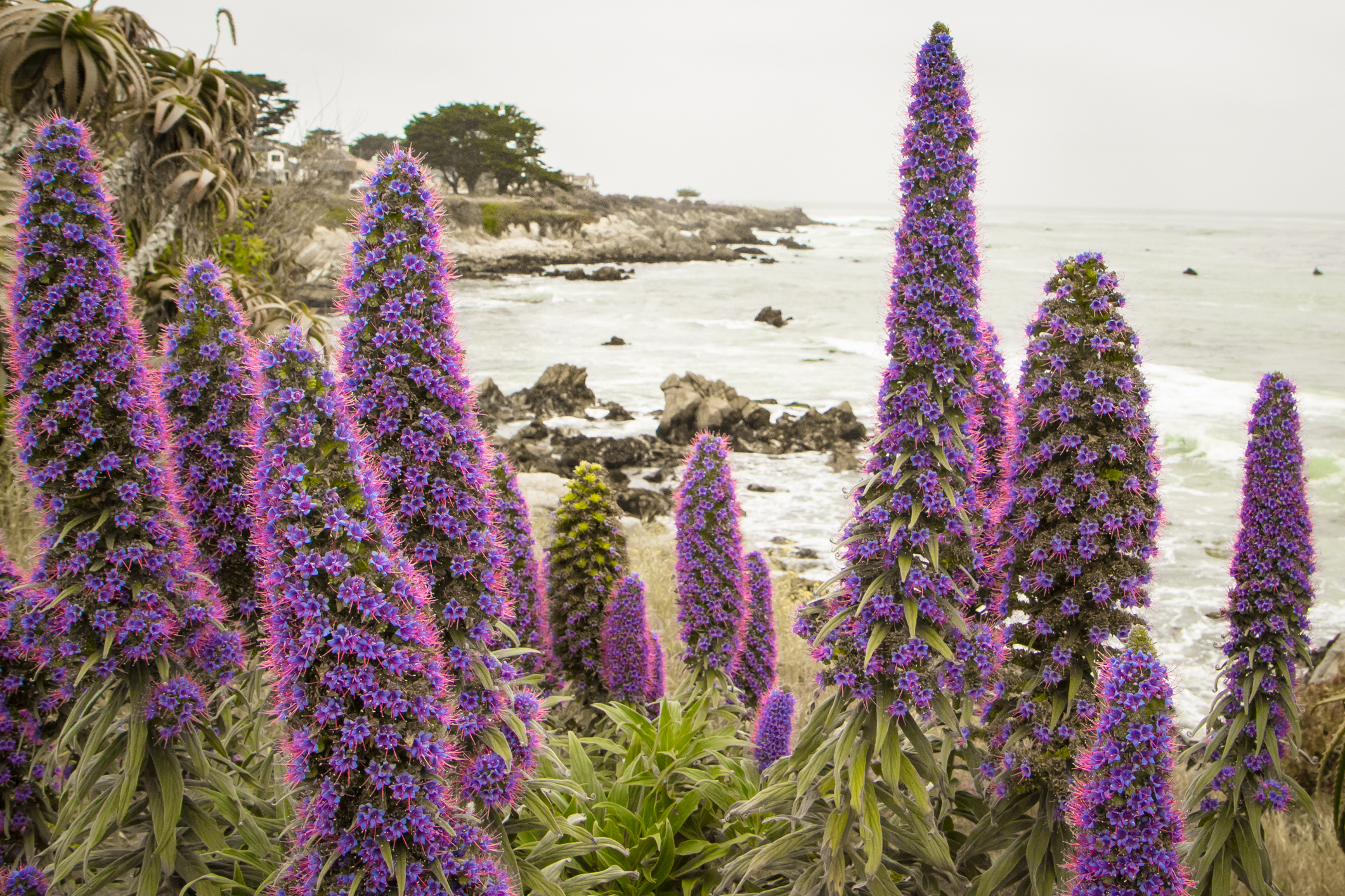 Purple echium grows in abundance in Pacific Grove, CA NotSoSAHM