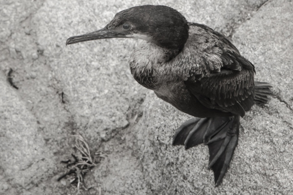 A cormorant rests on a rock on the coast of Pacific Grove, Monterey, CA NotSoSAHM