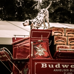 A dalmatian protects a delivery of Budweiser on a red cart NotSoSAHM