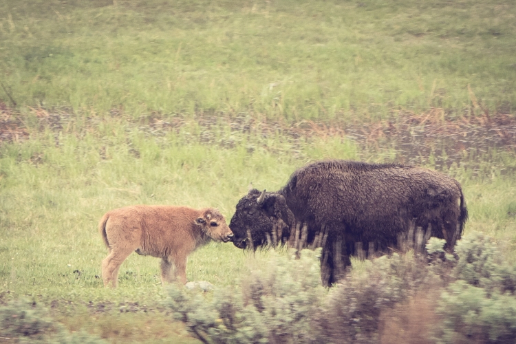 a baby bison noses with its mother in Yellowstone National Park NotSoSAHM