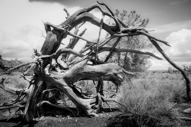 A gnarled tree curls around itself in Craters of the Moon National Park NotSoSAHM