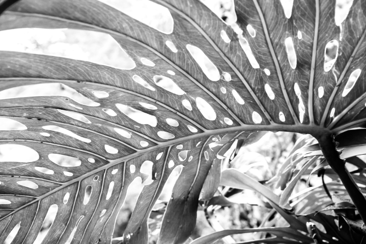 Close up black and white of a palm leaf in Maui, Hawaii Not So SAHM