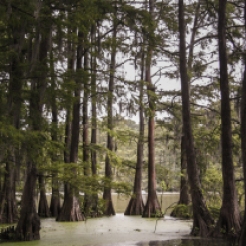 A small swamp with cypress trees in Wilmington, NC Not So SAHM