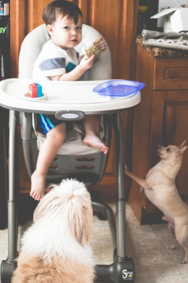 young boy sits in high chair while his dogs beg for food. Photo by VSD Photography